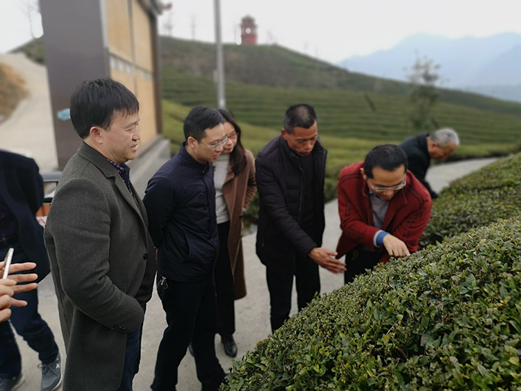 （黄友谊教授在湖北省鑫农茶业有限公司有机茶基地指导有机茶园管理技术）