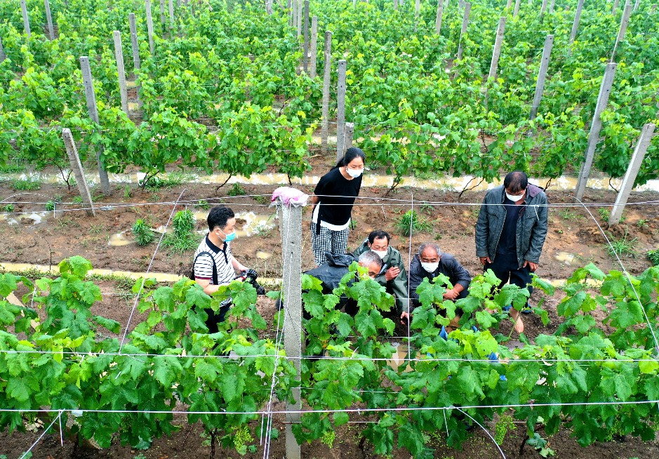 微信图片_20200605095131_gaitubao_939x654.jpg